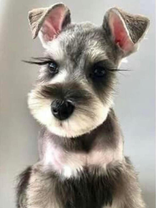 Dog Schnauzer | Diamond Painting