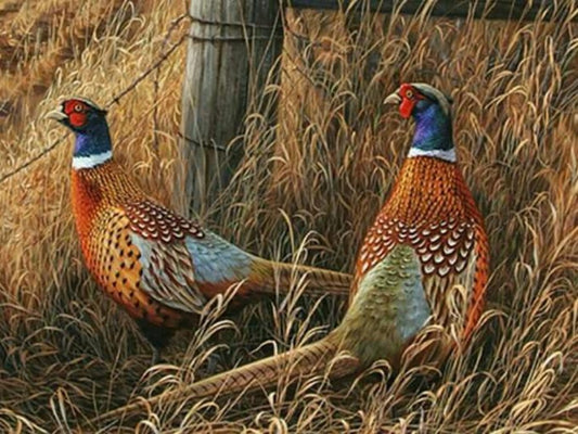 Pheasant | Diamond Painting