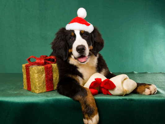Bernese Mountain Dog | Diamond Painting