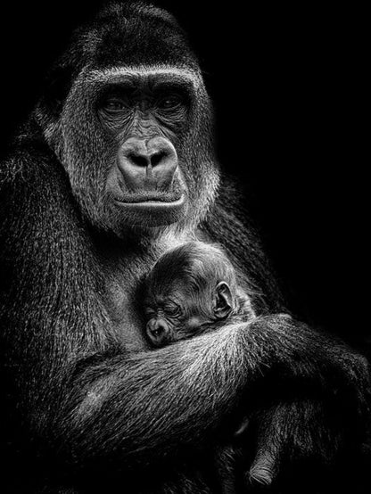 Gorilla | Diamond Painting