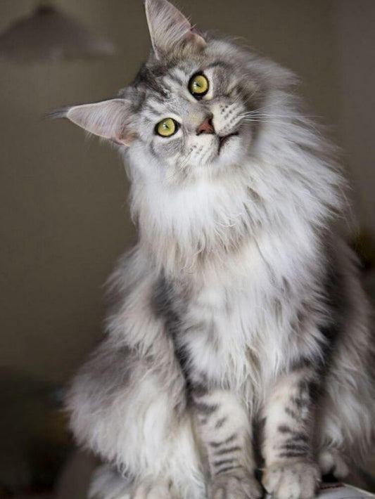 Maine Coon | Diamond Painting