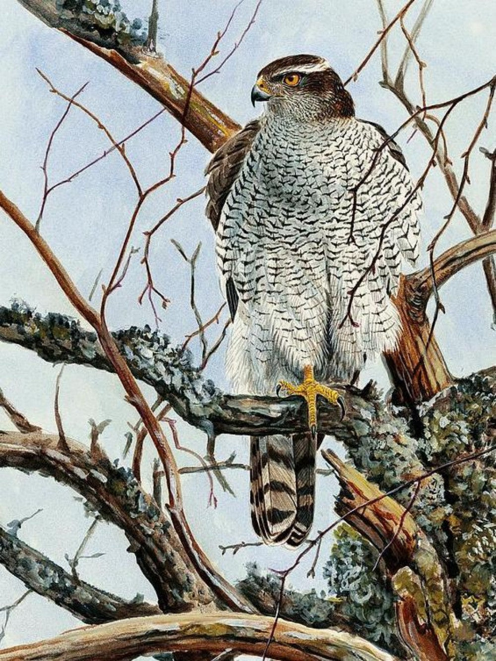 Falcon | Diamond Painting