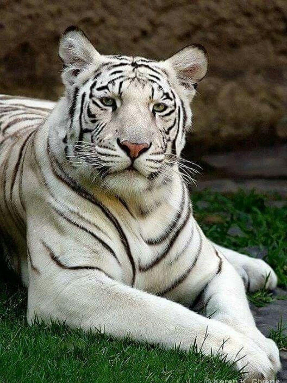 White Tiger | Diamond Painting