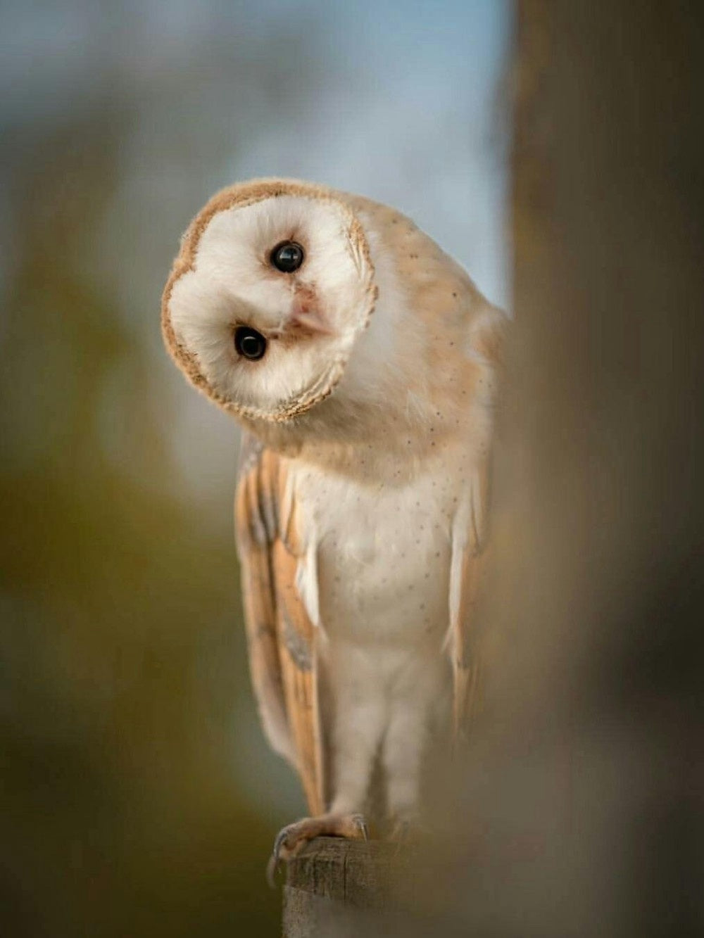 Barn Owl | Diamond Painting