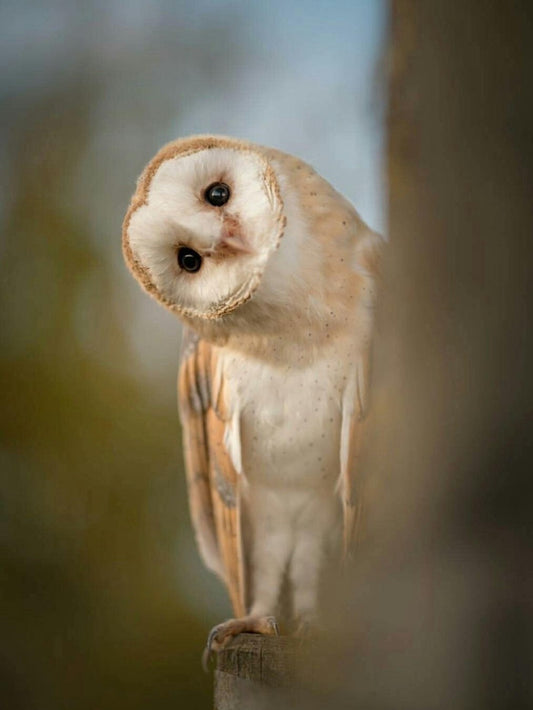 Barn Owl | Diamond Painting