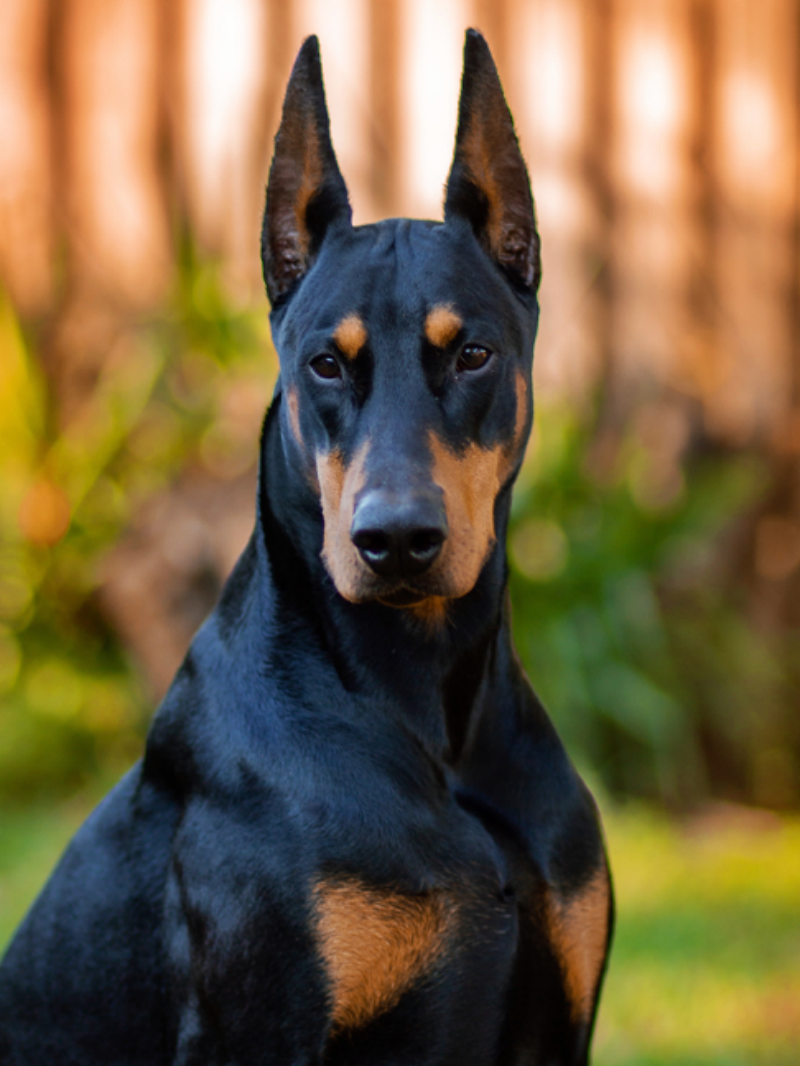 Dog Doberman | Diamond Painting