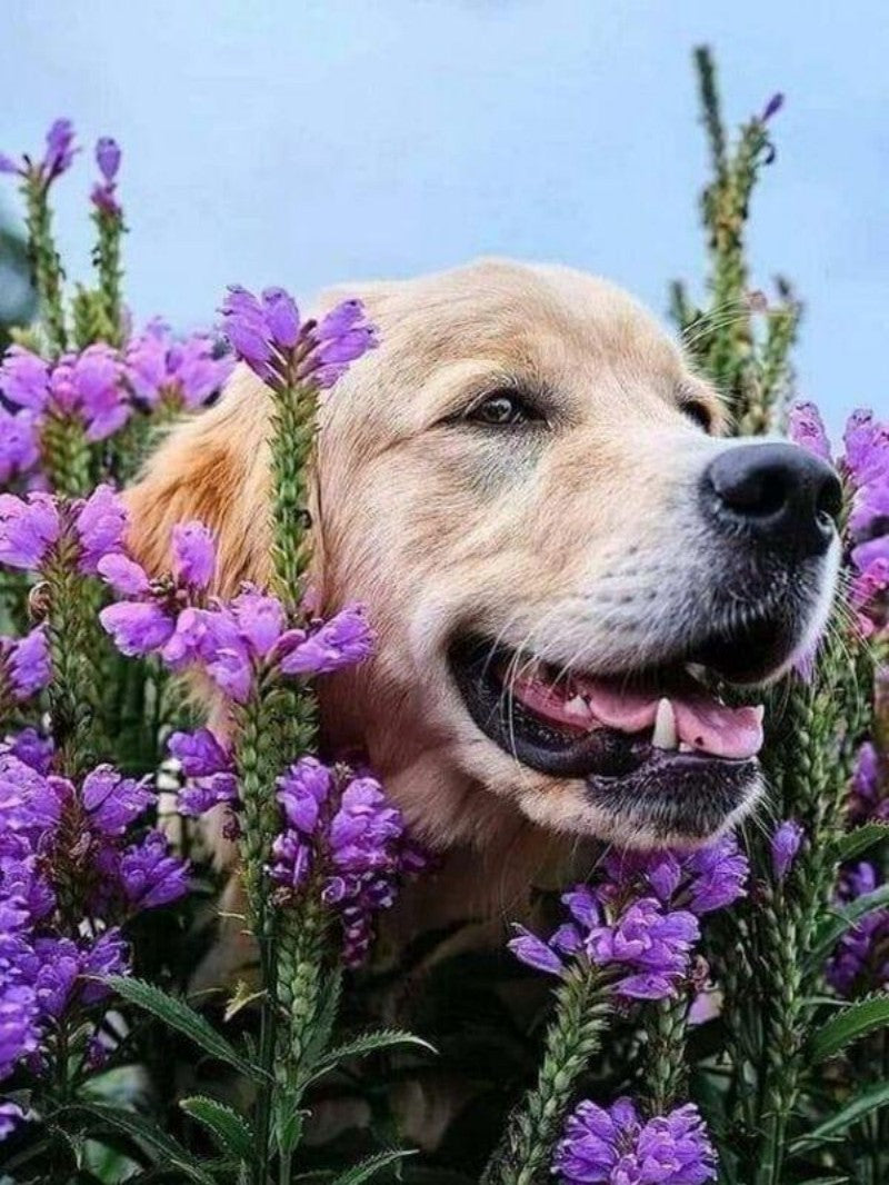Golden Retriever Dog | Diamond Painting