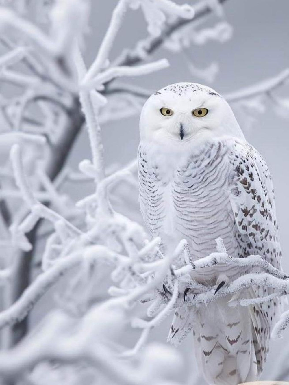 Snowy owl (White Owl) | Diamond Painting