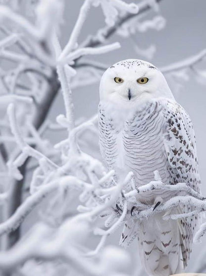 Snowy owl (White Owl) | Diamond Painting