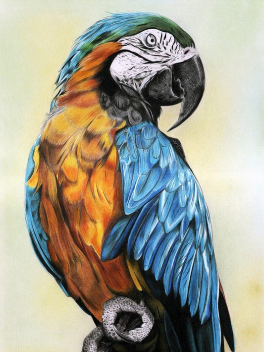 Macaw | Diamond Painting