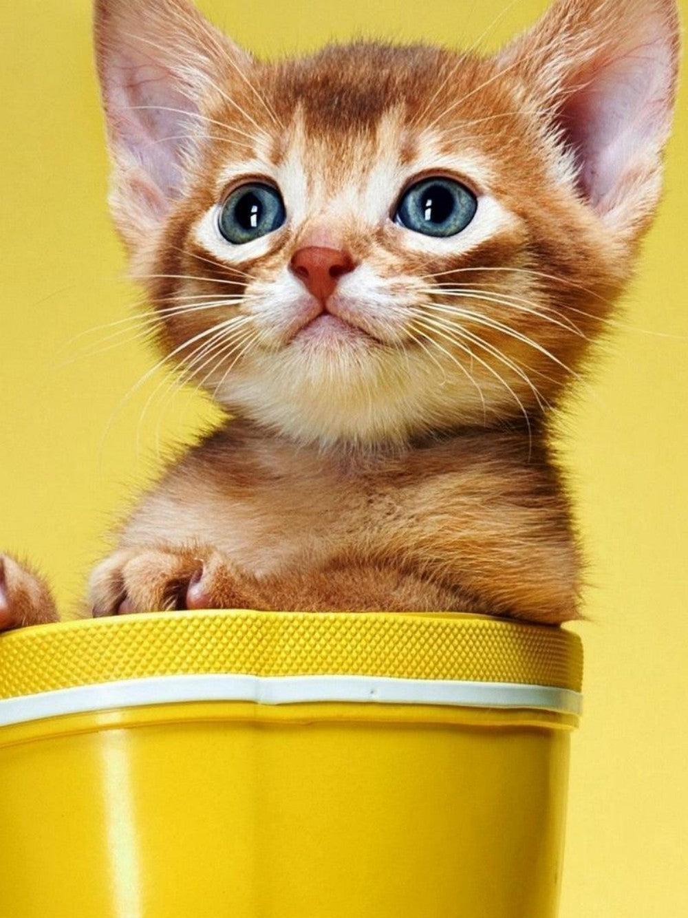 Abyssinian Cat | Diamond Painting