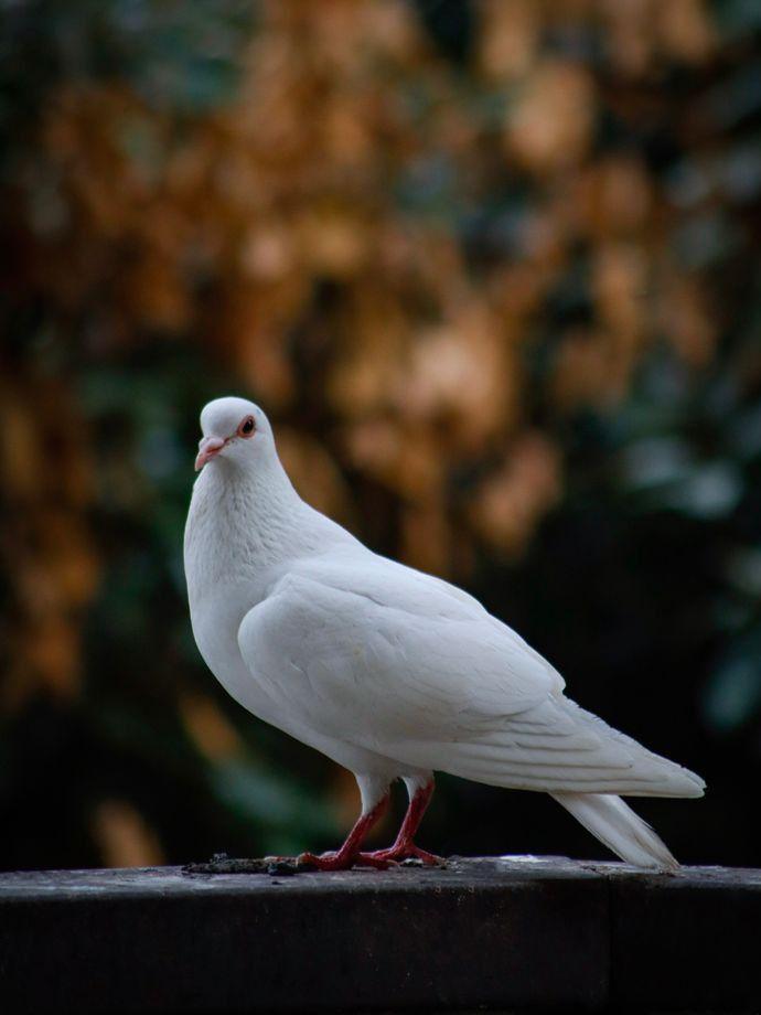 Pigeon | Diamond Painting