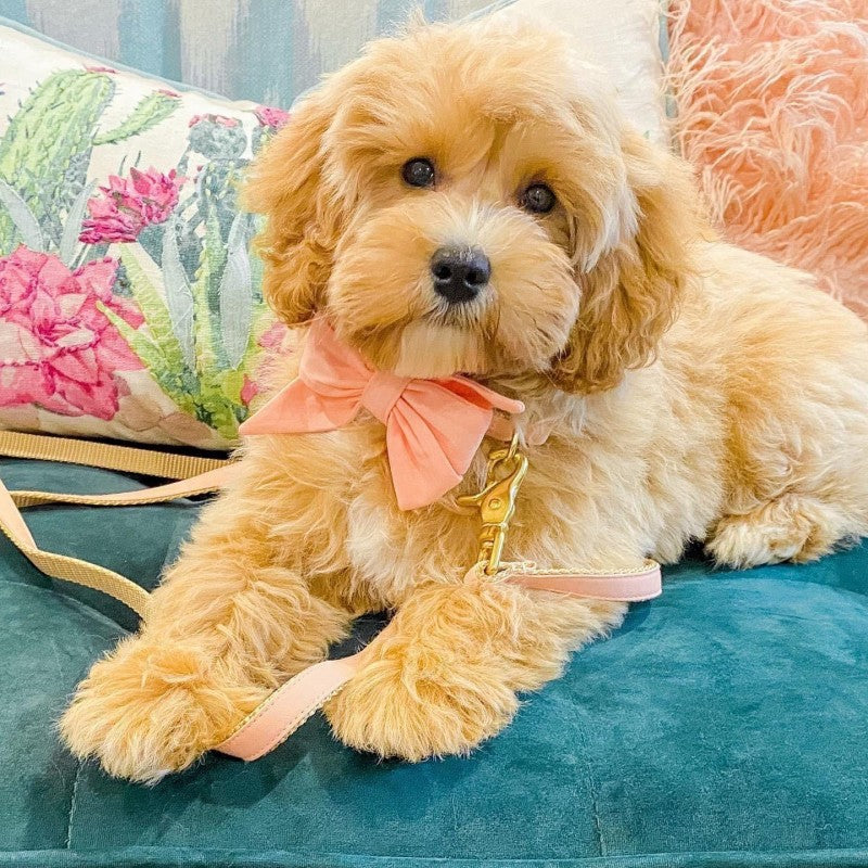 Goldendoodle Dog | Diamond Painting