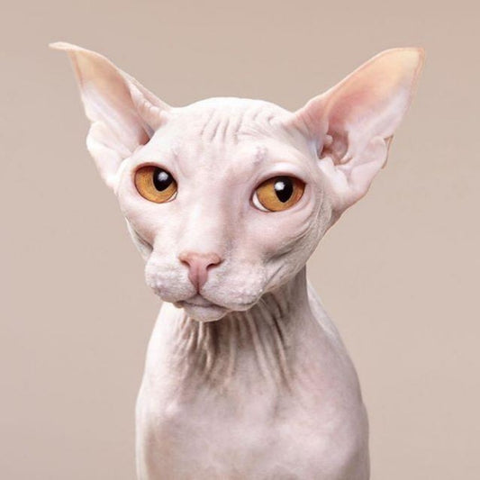 Sphynx Cat  | Diamond Painting