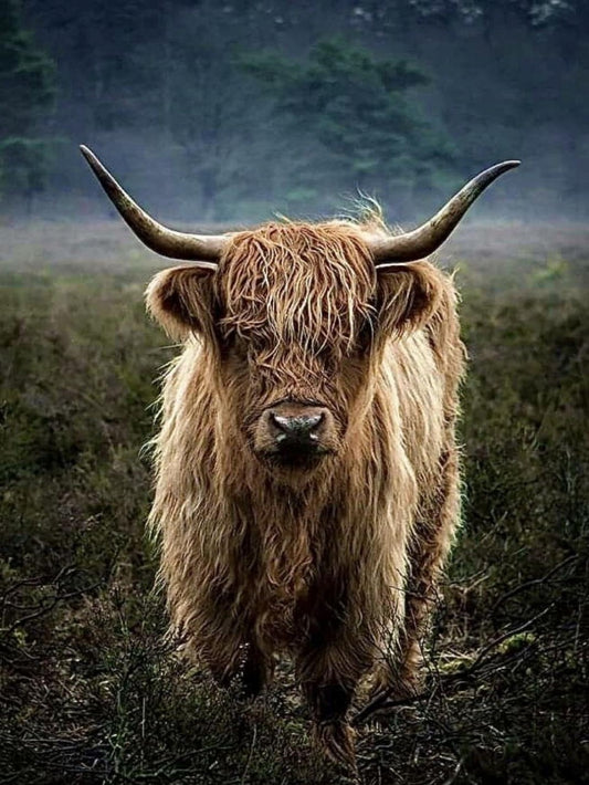 Highland Cow | Diamond Painting