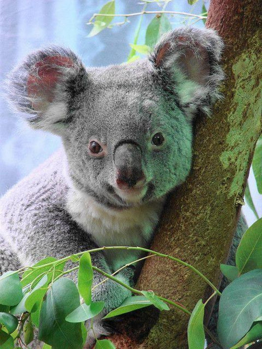 Koala | Diamond Painting