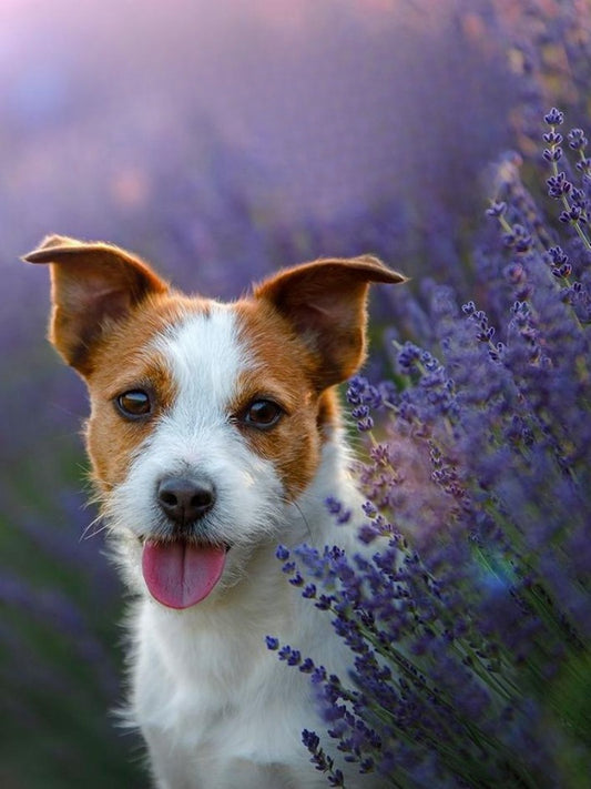 Dog Jack Russell | Diamond Painting