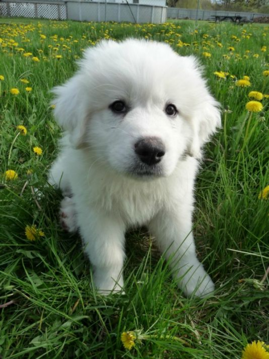 Great Pyrenees Dog | Diamond Painting