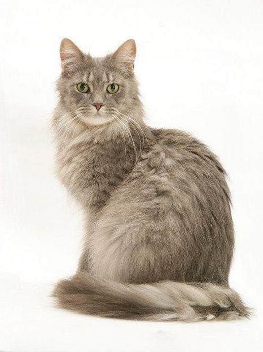 Maine Coon | Diamond Painting