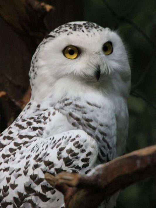 Snowy owl (White Owl) | Diamond Painting