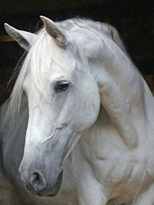 Horse | Diamond Painting