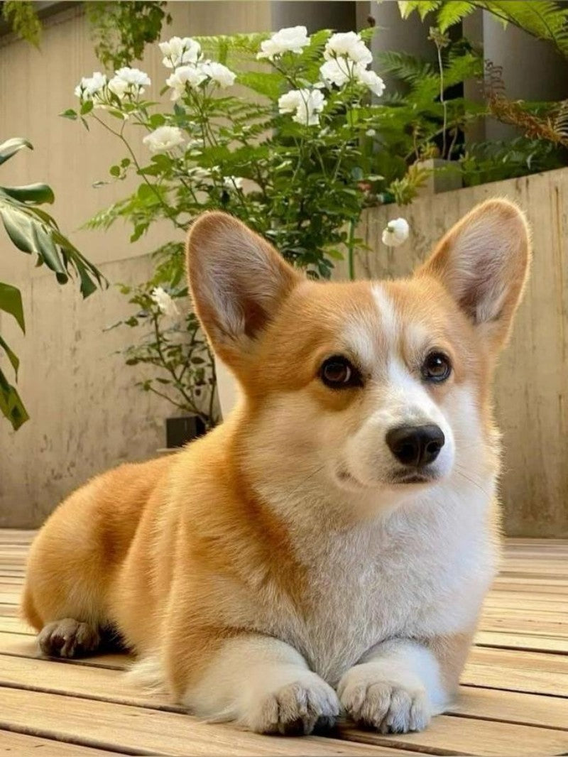 Corgi Dog | Diamond Painting