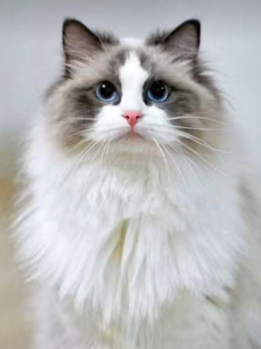 Ragdoll Cat | Diamond Painting