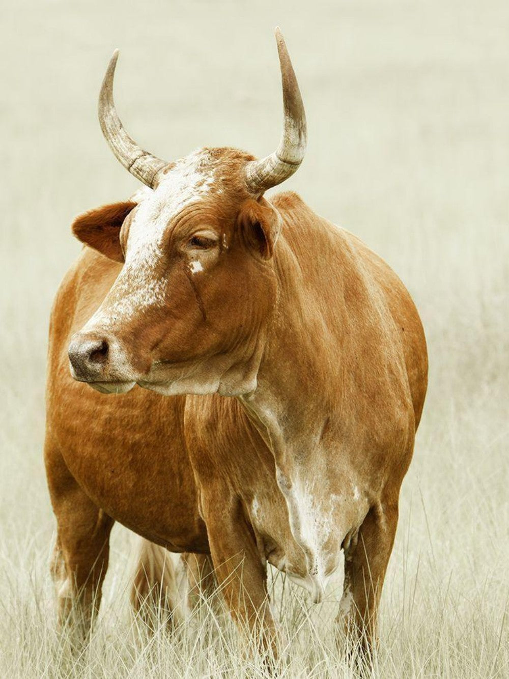 Cow | Diamond Painting