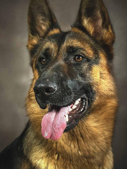 Dog German Shepherd | Diamond Painting