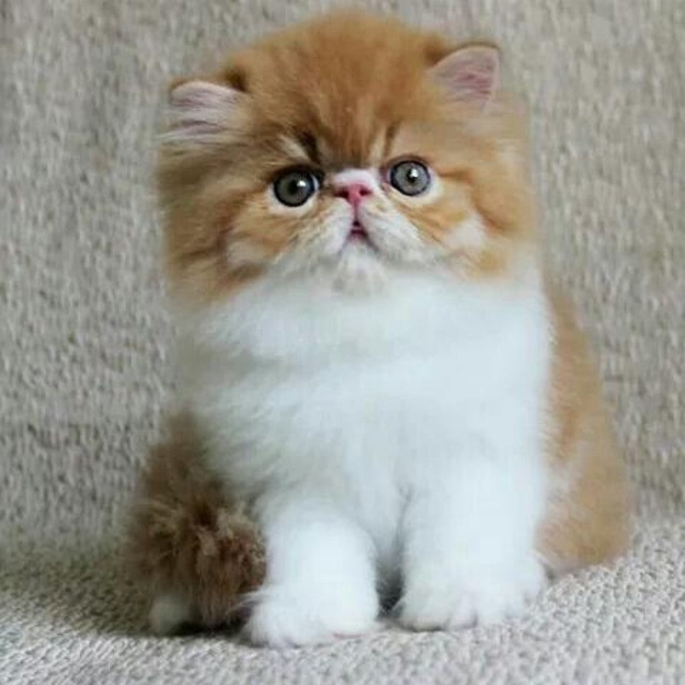 Persian Cat | Diamond Painting