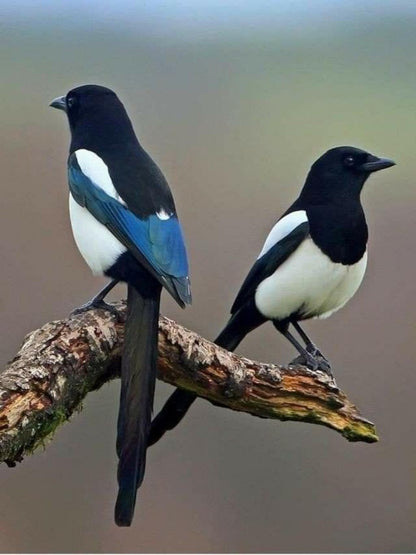 Magpie | Diamond Painting