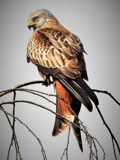 Falcon | Diamond Painting