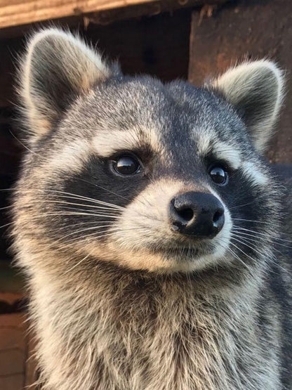 Raccoon | Diamond Painting