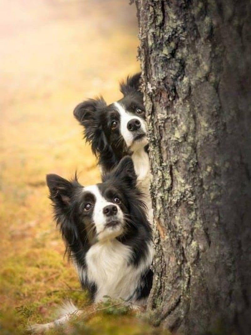 Dog Border Collie | Diamond Painting