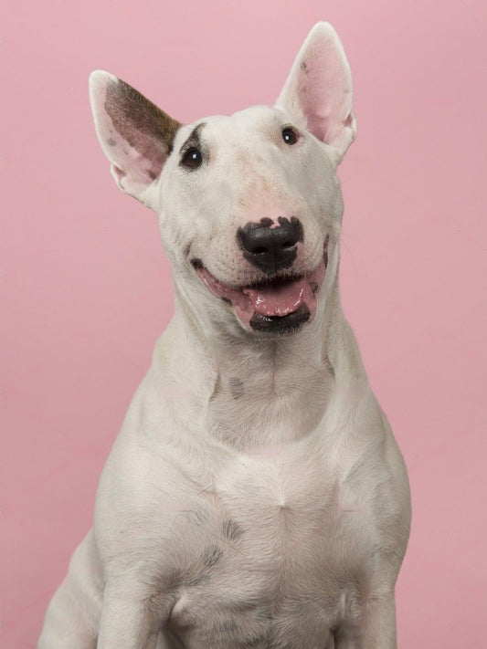 English Bull Terrier Dog | Diamond Painting