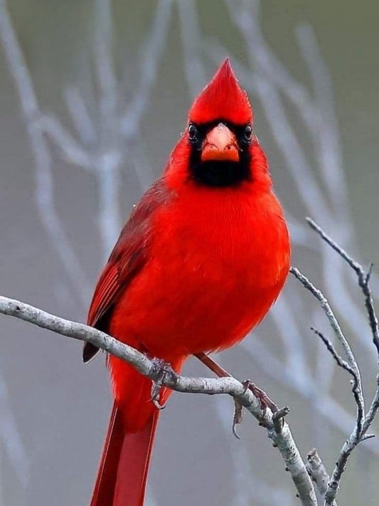 Cardinal | Diamond Painting