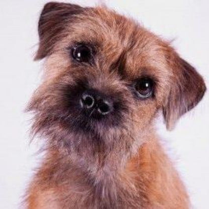 Dog Border Terrier | Diamond Painting