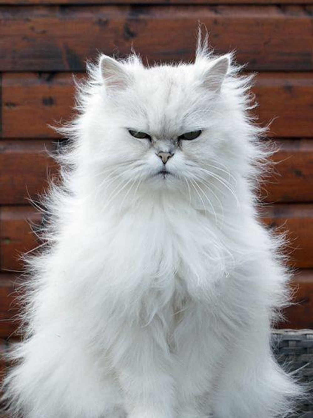 Persian Cat | Diamond Painting