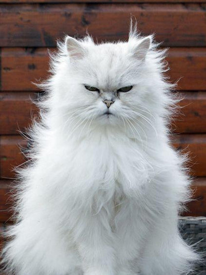 Persian Cat | Diamond Painting