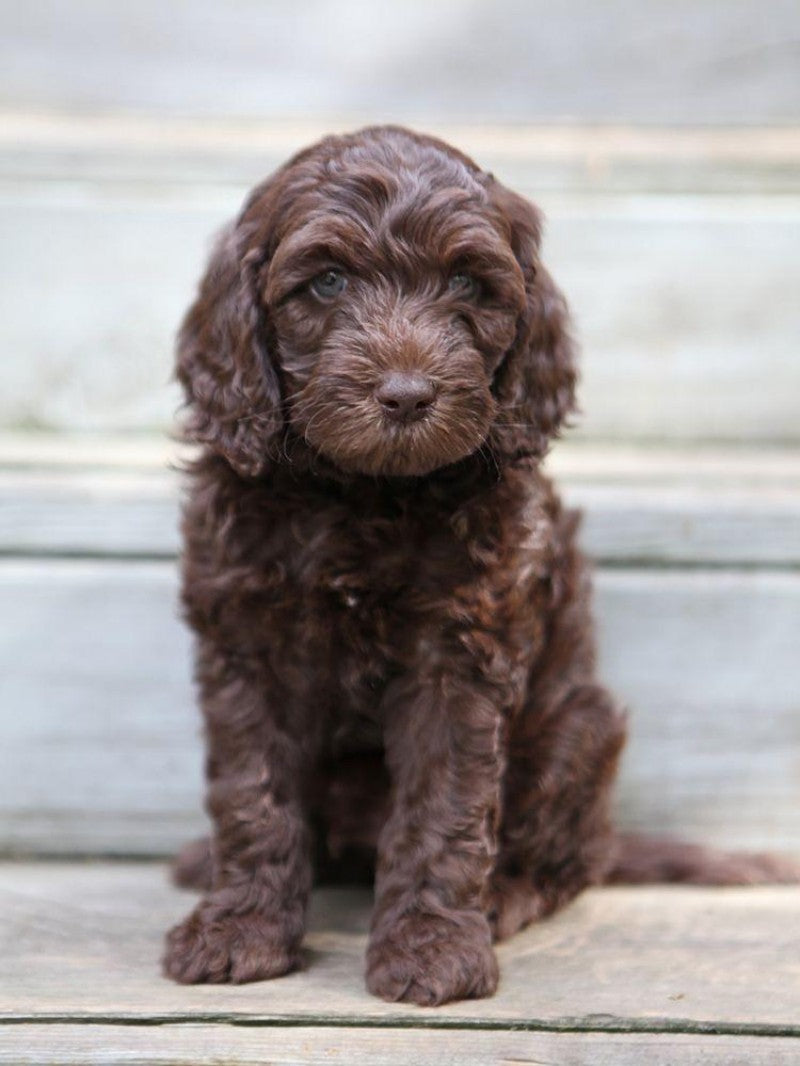 Labradoodle Dog | Diamond Painting
