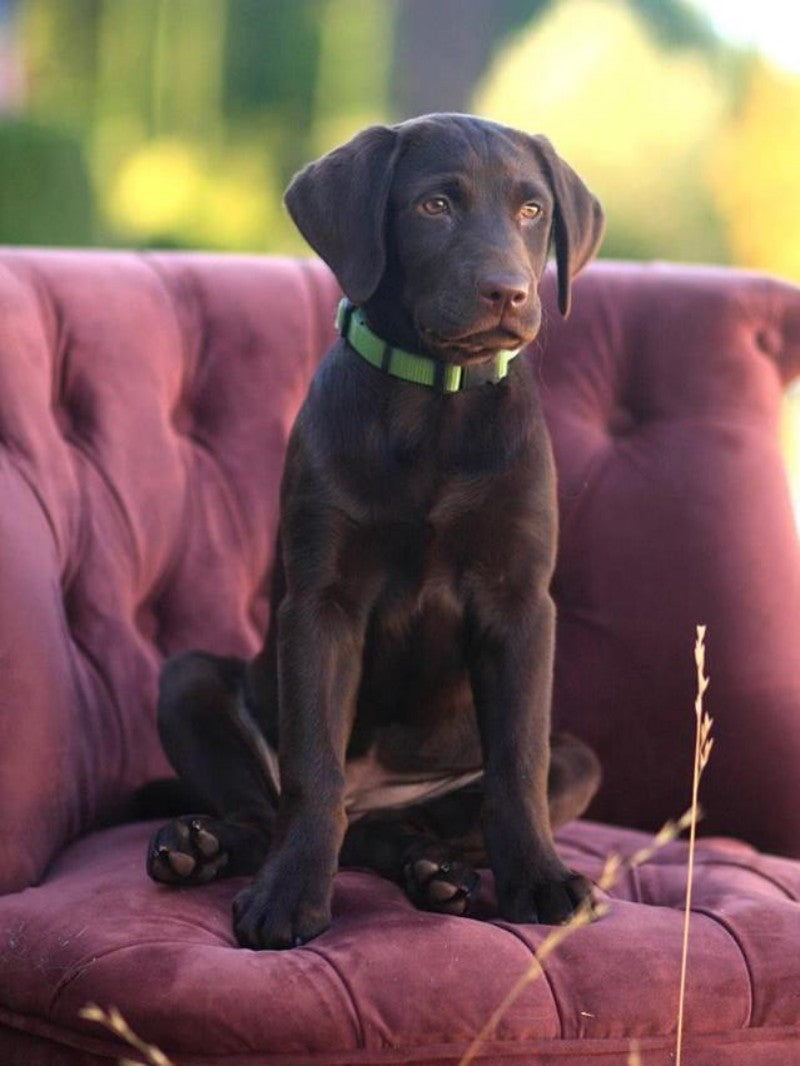 Black Labrador Dog | Diamond Painting
