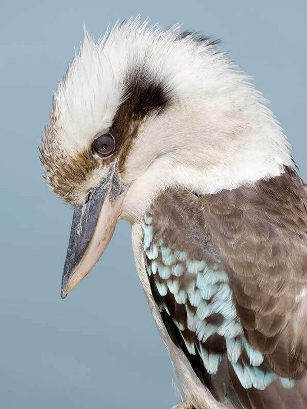 Kookaburra | Diamond Painting