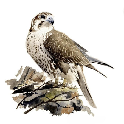 Falcon | Diamond Painting