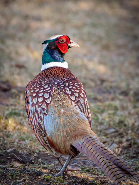 Pheasant | Diamond Painting