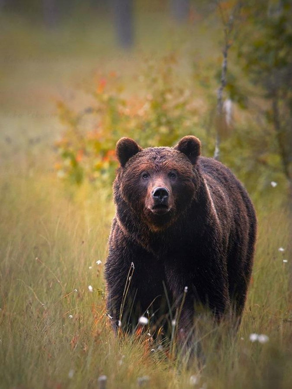 Brown Bear | Diamond Painting