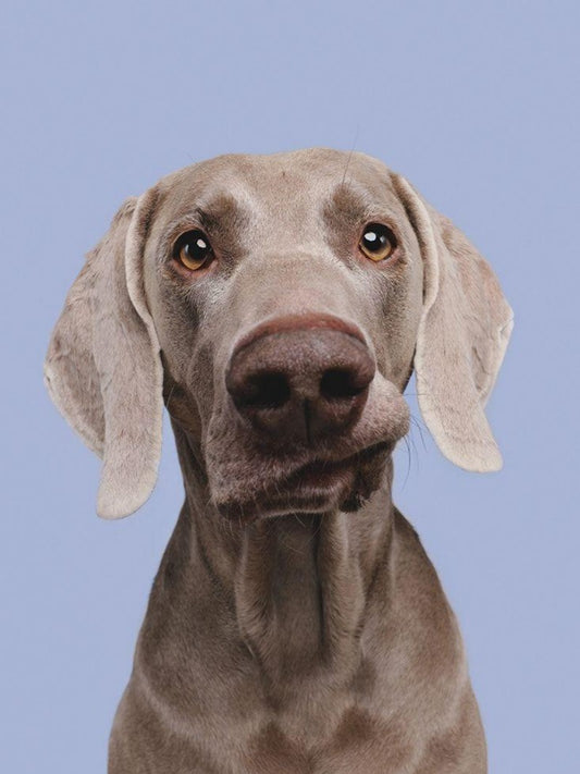 Weimaraner Dog | Diamond Painting