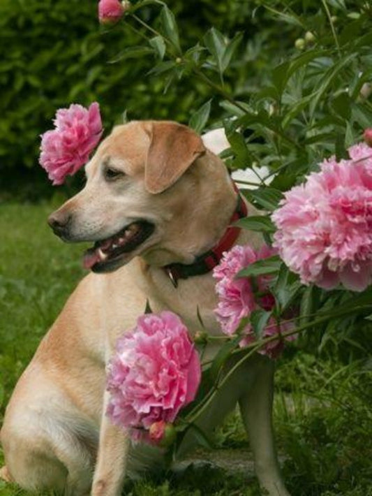 Cottage Garden Dog | Diamond Painting