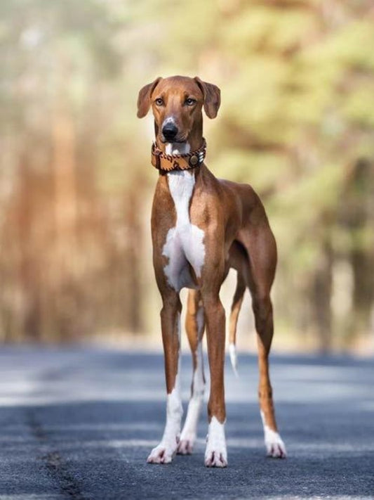 Whippet Dog | Diamond Painting