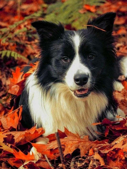 Dog Border Collie | Diamond Painting