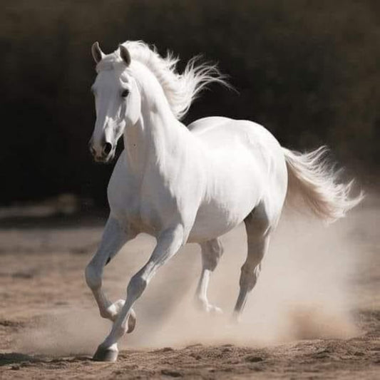 Horse | Diamond Painting